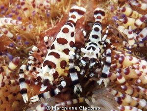 Coleman shrimps
Komodo Island
Nikon D200, 60 micro , tw... by Marchione Giacomo 
